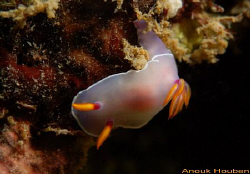 Nudibranch, Hypselodoris bullockii. Picture taken off Neg... by Anouk Houben 